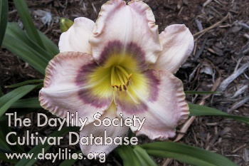 Daylily Hidden Rainbow